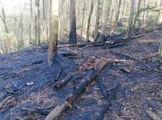 Strażacy ostrzegają, w lasach jest niebezpiecznie sucho